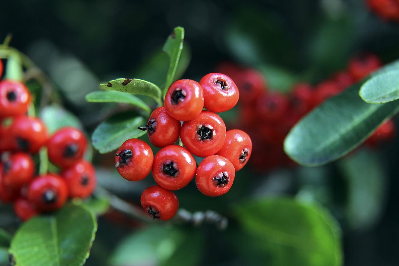 锋在英超历 锋在英超历